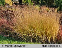 Panicum virgatum Hänse Herms