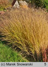 Panicum virgatum Hänse Herms