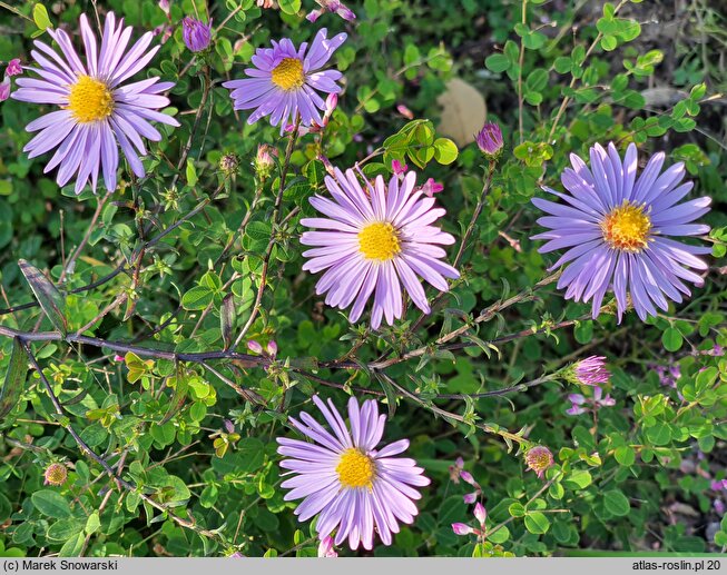 Symphyotrichum laeve (aster gładki)