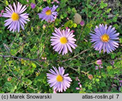 Symphyotrichum laeve (aster gładki)