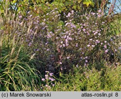 Symphyotrichum laeve (aster gładki)