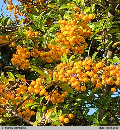 Pyracantha coccinea Soleil d'Or