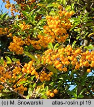 Pyracantha coccinea Soleil d'Or