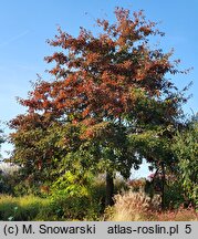 Quercus imbricaria (dąb gontowy)