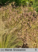 Chasmanthium latifolium River Mist