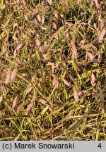 Chasmanthium latifolium River Mist