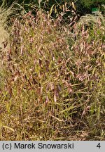 Chasmanthium latifolium River Mist