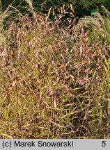 Chasmanthium latifolium River Mist