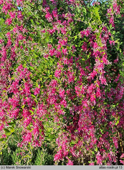 Lespedeza thunbergii (lespedeza Thunberga)