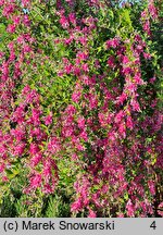 Lespedeza thunbergii (lespedeza Thunberga)