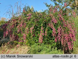 Lespedeza thunbergii (lespedeza Thunberga)