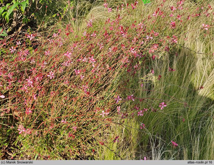 Gaura lindheimeri Gaudros