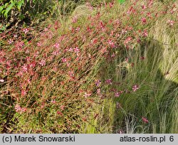 Gaura lindheimeri Gaudros