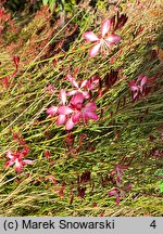 Gaura lindheimeri Gaudros