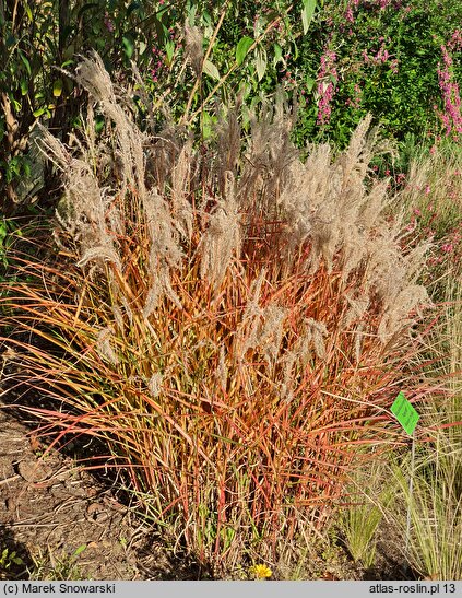 Miscanthus sinensis Aperitif