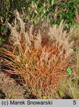 Miscanthus sinensis Aperitif