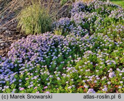 Symphyotrichum dumosum Peter Pan