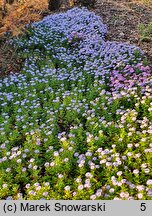 Symphyotrichum dumosum Peter Pan