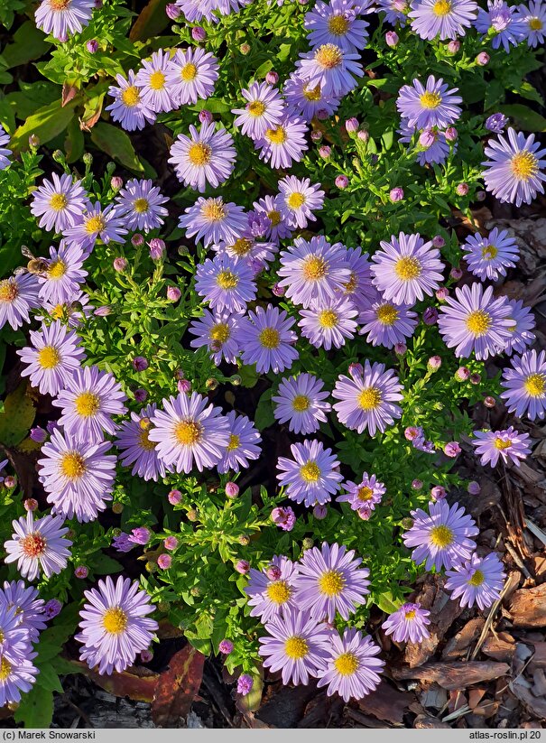 Symphyotrichum dumosum Peter Pan
