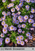 Symphyotrichum dumosum Peter Pan