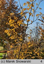 Cyclocarya paliurus (cyklokaria okrągłoowockowa)