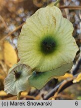 Cyclocarya paliurus (cyklokaria okrągłoowockowa)