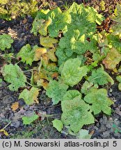 Podophyllum versipelle (stopowiec czarniawy)