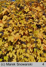 Ampelopsis brevipedunculata var. maximowiczii (winnik zmienny odm. Maksymowicza)