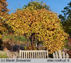 Ampelopsis brevipedunculata var. maximowiczii (winnik zmienny odm. Maksymowicza)
