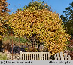 Ampelopsis brevipedunculata var. maximowiczii (winnik zmienny odm. Maksymowicza)