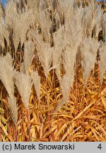 Miscanthus sinensis Ballerina