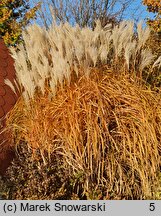 Miscanthus sinensis Ballerina