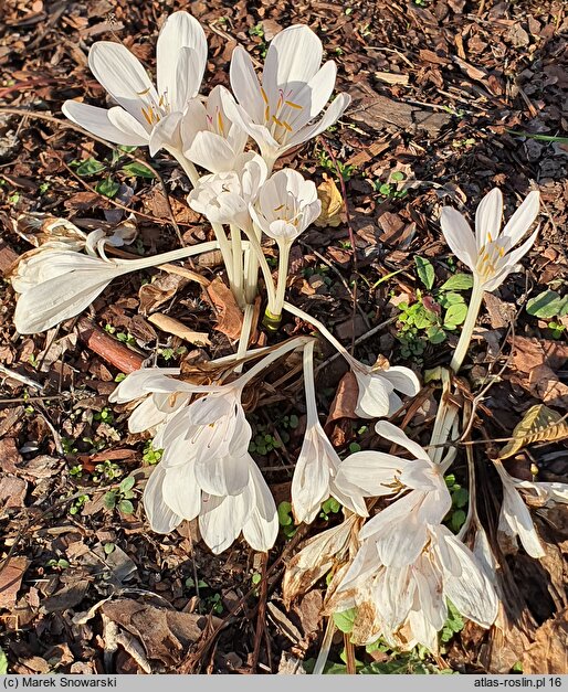 Colchicum Innocence