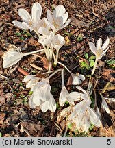 Colchicum Innocence