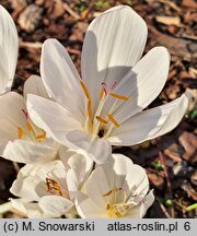 Colchicum Innocence