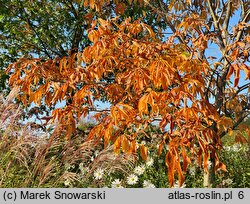 Aesculus flava (kasztanowiec żółty)