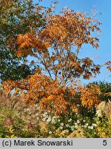 Aesculus flava (kasztanowiec żółty)