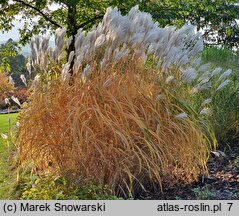 Miscanthus sinensis Ballerina