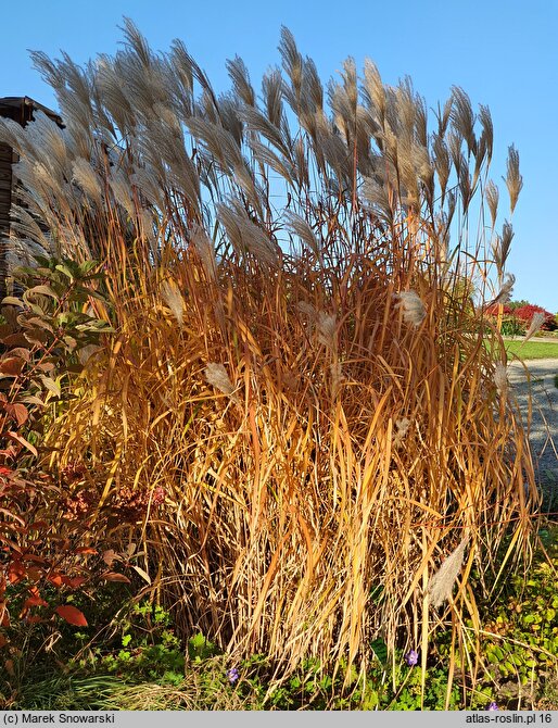 Miscanthus sinensis Ballerina