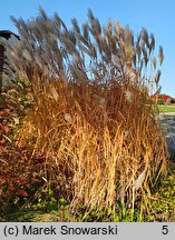 Miscanthus sinensis Ballerina