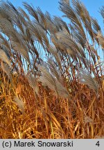 Miscanthus sinensis Ballerina