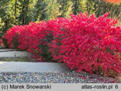 Euonymus alatus Compactus