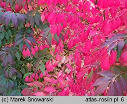 Euonymus alatus Compactus