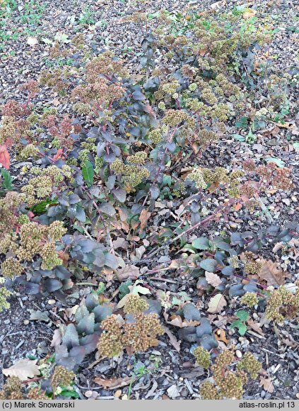 Sedum hort. Eline