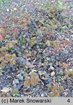 Sedum hort. Eline