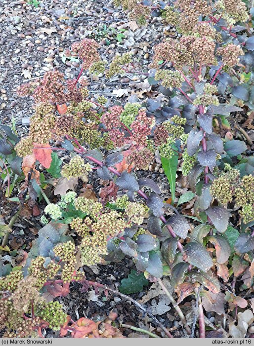 Sedum hort. Eline