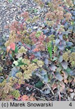 Sedum hort. Eline
