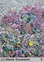 Sedum Xenox