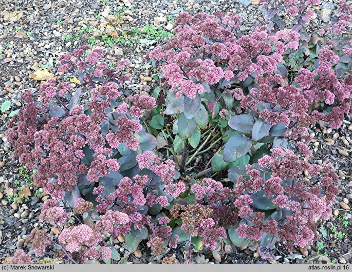 Sedum hort. Xenox