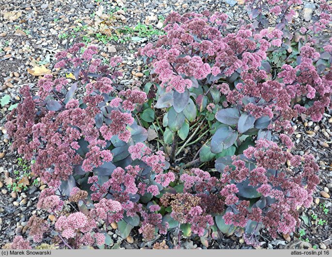 Sedum Xenox